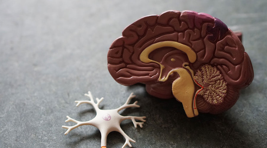The Science of Sleep: It’s More Important Than You May Think